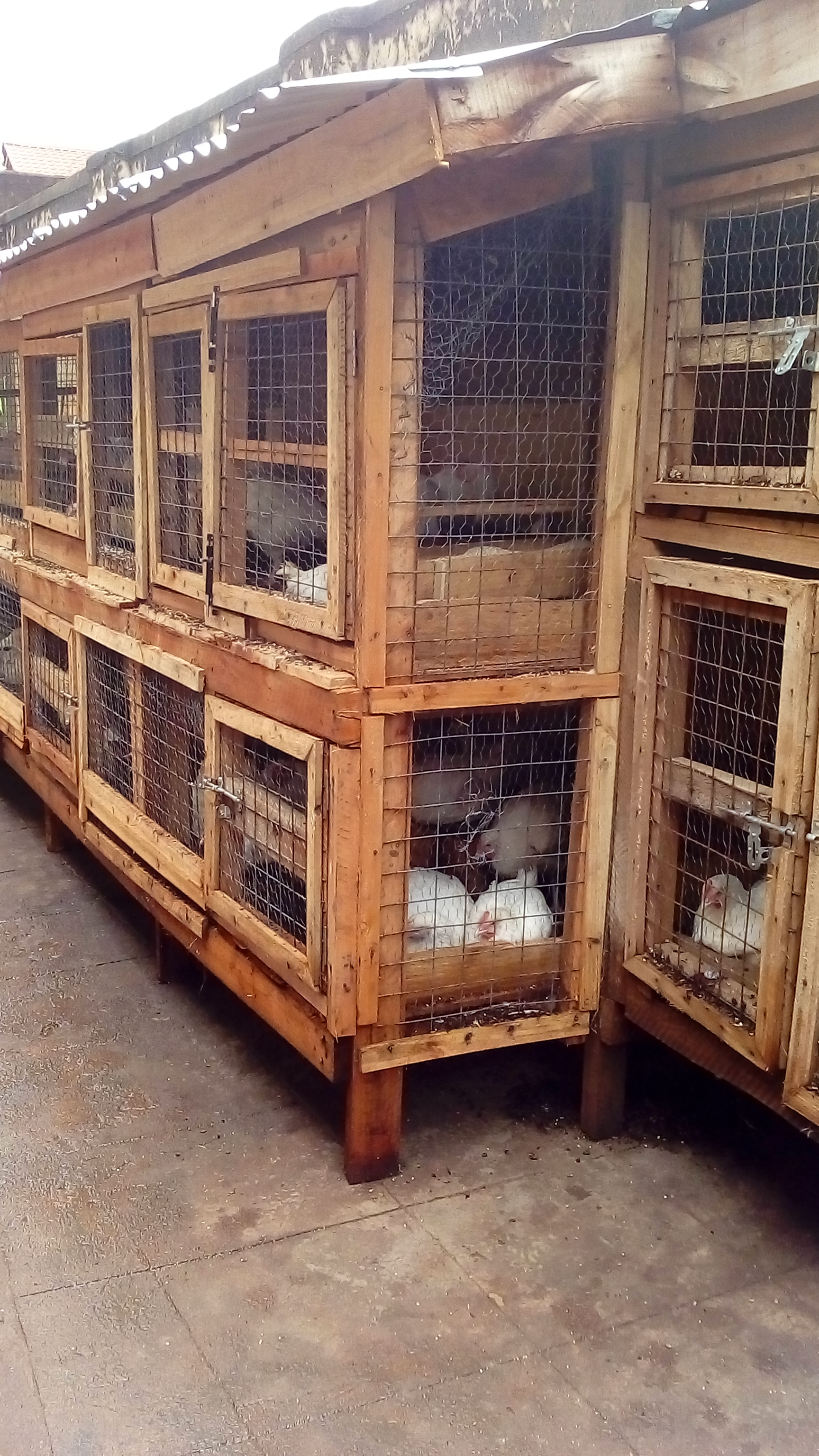 chickens-in-uganda-interweave-solutions